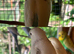 Beautiful baby budgies for sale