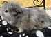 Texel boy guinea pigs