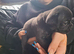 FRUG PUPPIES