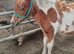 Miniature Shetland Filly