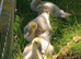 Muscovy 1yr Old Drake and 5 Drake Chicks 4 weeks old Free Central Scotland