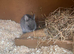 2 female