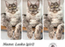 TICA registration Maine coon kittens Ready Now