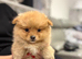 Kc reg Pomeranian puppies