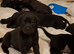 KC registered black labrador pups