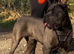 Cerberus Cane Corso