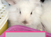 Double Maned Lionheads READY NOW