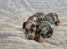 MINI SMOOTH DASCHUNDS READY JULY 8TH