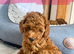 Not available. Red Toy Poodle