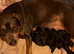 Stunning rare Rottweiler puppies only 2 females available now