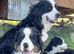 Bernese mountain pups