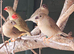 Star finch