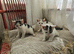 Adorable 9-Week-Old Kittens Looking for Loving Homes