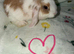 Mini lop bunnies