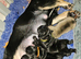 Pedigree French bulldog puppies.