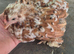 Milluflur pekin pullets