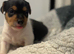 Patterjack puppies