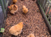 Buff Orpington Hatching Eggs