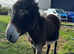 Two lovely, gentle female donkeys looking for a loving home together