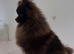 STUD RICH CHOCOLATE KC POM