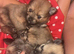 3 beautiful Pomeranian pups