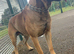 19 month old boerboel cross