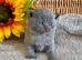 ALL RESERVED EXCEPTIONAL QUALITY PURE BREED BSH