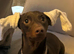 Reluctant rehoming