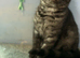 3 Full Pedigree Scottish Fold Girls