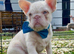 BLUE EYED PINK FRENCHIES