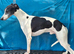 Kennel club registered pups due on 23rd October