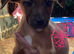 8 Puppies Available. 4Boys4Girls