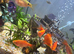 School of Rosy Barbs.