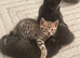 Bengal Kittens available from 27th June