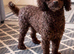 Toy poodle boy