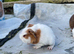 9 baby sows