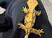 Leopard gecko