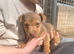 Jack Russell puppies (miniature)