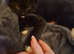 2 British shorthair x boys