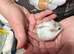 Baby Winter White Russian hamsters from show stock