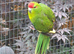 Young Kakarikis for new homes