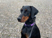 Looking for Doberman stud