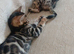 Family TICA Bengal Kittens