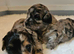 Beautiful Blue Merle Maltipoos