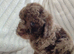 Toy poodle puppies
