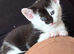 Gorgeous Half-Ragdoll Cross Kittens Looking for Loving Forever Homes