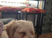 Maltipoo cavapoo puppy boy