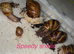 Archachatina marginata ovum XXL