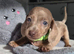 Gorgeous Daxies _ Miniature Dachshunds