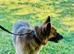 Female German shepherd in Luton